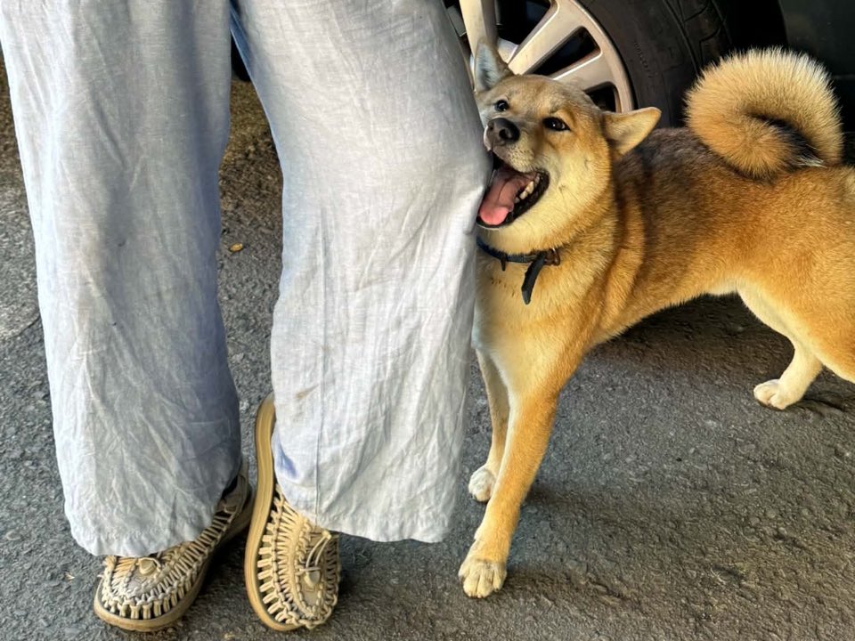 靠在腳邊、開心吐舌頭的柴犬